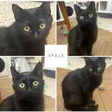 Opale
