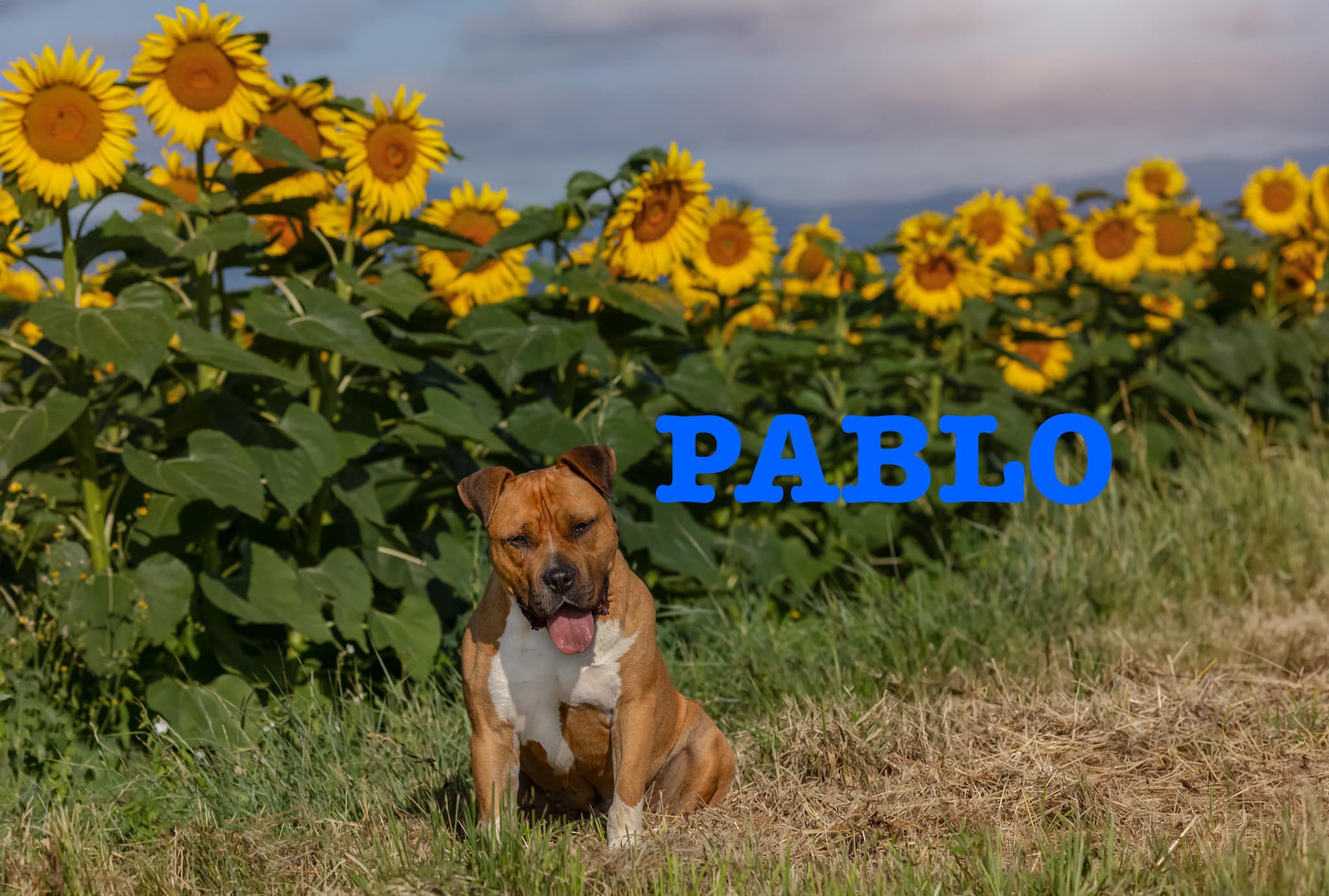 pablo