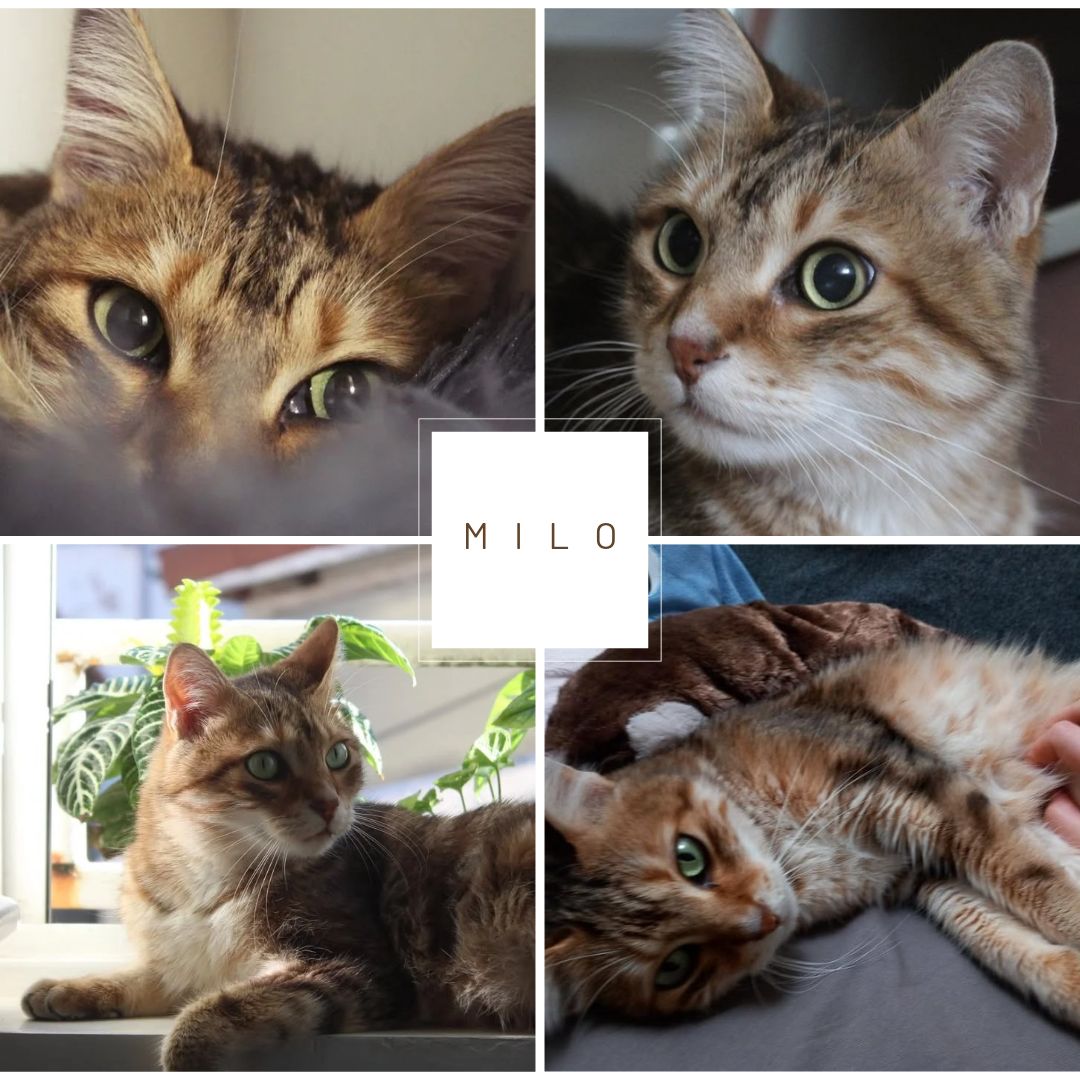 PHOTO MILO